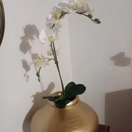 El Arado De Paco * Santiago Del Teide