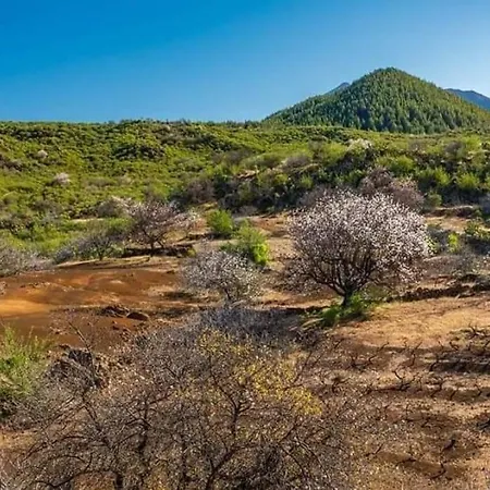 El Arado De Paco * Santiago Del Teide